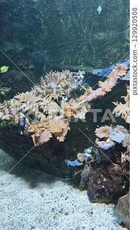 Colorful soft corals growing on a rocky reef in a tropical marine aquarium. Concept of underwater biodiversity, ocean life and fragile natural ecosystems Colorful soft corals growing on a rocky reef in a tropical marine aquarium. Concept of underwater biodiversity, ocean life and fragile natural ecosystems 129920508