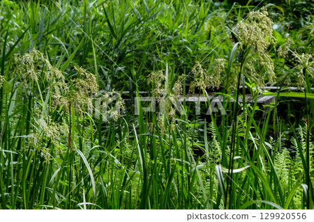 A pond where giant dragonflies spawn near Takamatsu Pond in Morioka City, Iwate Prefecture. 129920556
