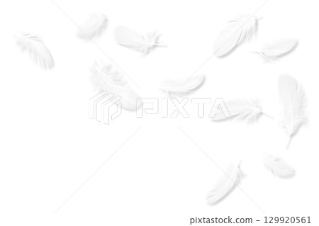 11 根白色鳥羽，有陰影 129920561