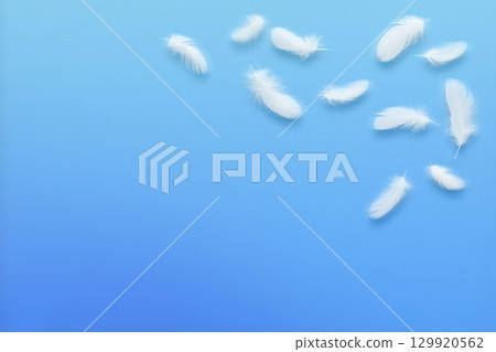 A fluffy white bird feather fluttering against a blue gradient background A fluffy white bird feather fluttering against a blue gradient background 129920562
