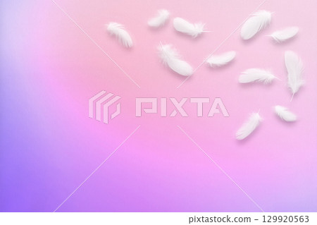 蓬鬆的白色鳥羽在粉紅色漸變背景上飄揚 蓬鬆的白色鳥羽在粉紅色漸變背景上飄揚 129920563