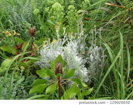 Yellow flower 129920830