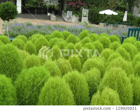The hot summer is still green with broom grass 129920831
