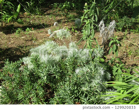 Piper daisy and chestnut grass Piper daisy and chestnut grass 129920833