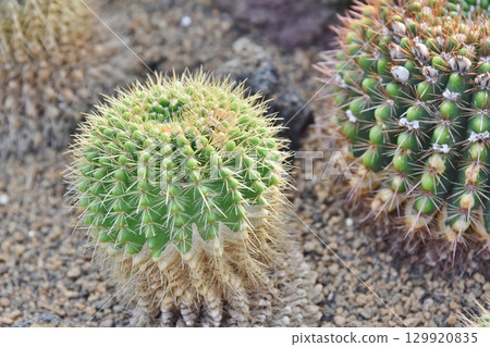 一顆皇冠上的寶石種在沙土裡 129920835