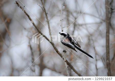 受歡迎的長尾山雀是一種可愛且常見的小鳥，冬天可以在公園和林地中看到。 129921037