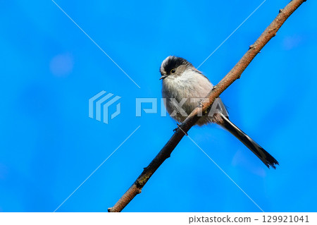 The popular long-tailed tit is a cute and familiar little bird that can be seen in parks and woodlands in winter. The popular long-tailed tit is a cute and familiar little bird that can be seen in parks and woodlands in winter. 129921041