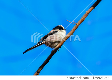 The popular long-tailed tit is a cute and familiar little bird that can be seen in parks and woodlands in winter. The popular long-tailed tit is a cute and familiar little bird that can be seen in parks and woodlands in winter. 129921042