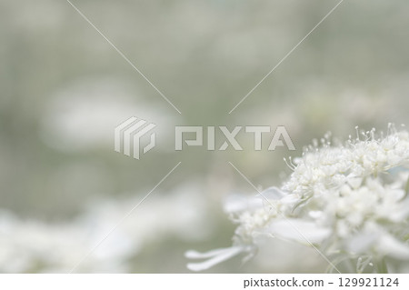 White Orlair Flower 129921124