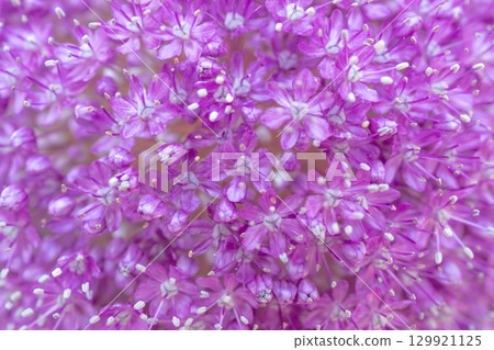 大蔥花特寫 129921125