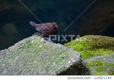 河烏是一種可愛、矮胖、巧克力色的鳥，從冬季到初夏都可以在河流和溪流中看到。 129921144
