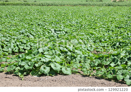 Pumpkin field Pumpkin field Japan's largest cultivated area Japan's largest harvest volume Wassamu Town 129921220