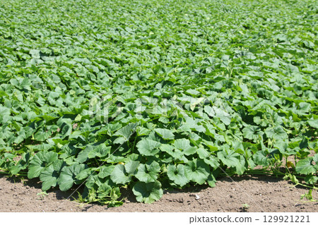 Pumpkin field Pumpkin field Japan's largest cultivated area Japan's largest harvest volume Wassamu Town 129921221