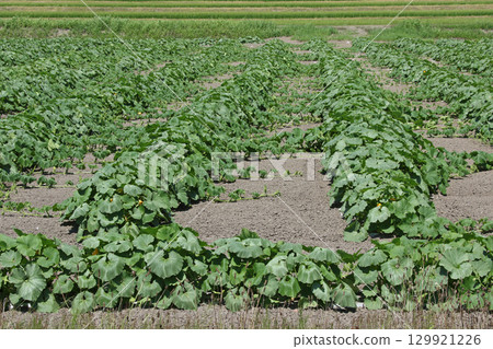 Pumpkin field Pumpkin field Japan's largest cultivated area Japan's largest harvest volume Wassamu Town 129921226