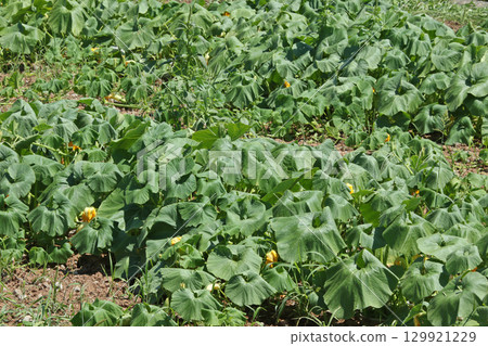 Pumpkin field Pumpkin field Japan's largest cultivated area Japan's largest harvest volume Wassamu Town Pumpkin field Pumpkin field Japan's largest cultivated area Japan's largest harvest volume Wassamu Town 129921229