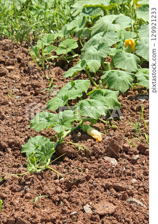 南瓜田 南瓜田 日本種植面積最大、收穫量最大的和寒町 129921233