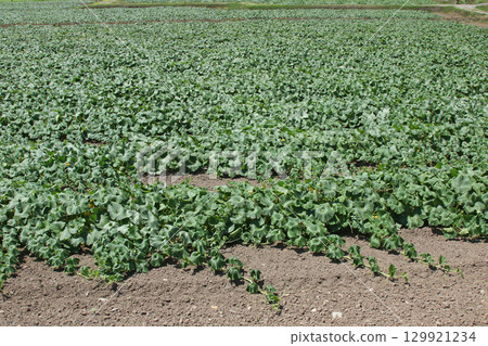 南瓜田 南瓜田 日本種植面積最大、收穫量最大的和寒町 129921234