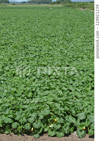 南瓜田 南瓜田 日本種植面積最大、收穫量最大的和寒町 南瓜田 南瓜田 日本種植面積最大、收穫量最大的和寒町 129921239
