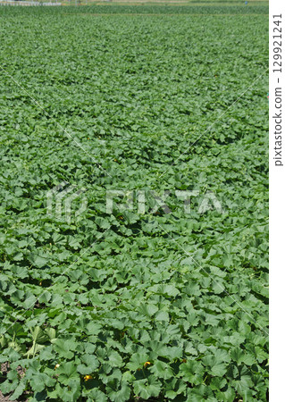 Pumpkin field Pumpkin field Japan's largest cultivated area Japan's largest harvest volume Wassamu Town 129921241