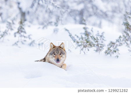 Wolf in Snowy Forest Landscape 129921282