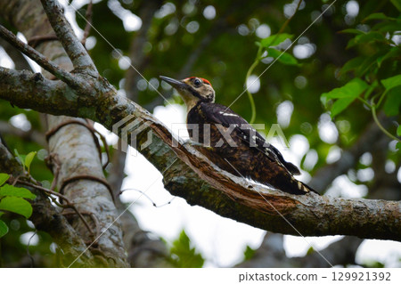 大斑啄木鳥是日本特有的稀有鳥類，僅在世界遺產奄美大島發現 129921392