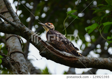 大斑啄木鳥是日本特有的稀有鳥類，僅在世界遺產奄美大島發現 129921393