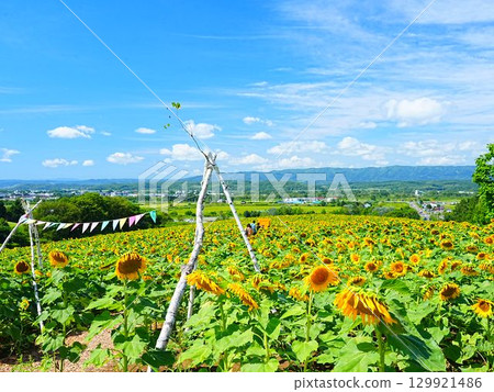 Sunflower field at Nayoro Sun Pillar Park, a superb view of Hokkaido Sunflower field at Nayoro Sun Pillar Park, a superb view of Hokkaido 129921486
