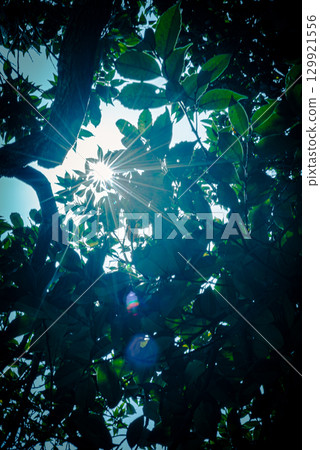 Refreshing morning light 129921556