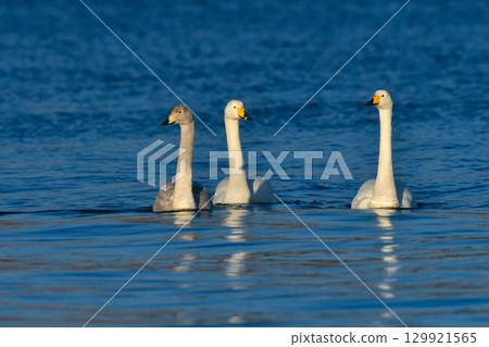 Whooper swans are beautiful pure white wild birds that can be spotted on the coasts and lakes of Hokkaido and northern Japan in mid-winter. Whooper swans are beautiful pure white wild birds that can be spotted on the coasts and lakes of Hokkaido and northern Japan in mid-winter. 129921565
