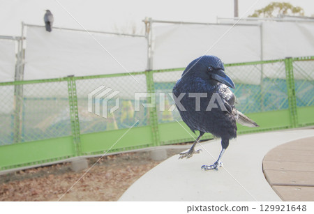 A close-up photo of a carrion crow approaching a park bench under construction as if walking down a runway A close-up photo of a carrion crow approaching a park bench under construction as if walking down a runway 129921648