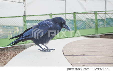 一隻食腐烏鴉站在正在建造的公園長椅上的特寫鏡頭 一隻食腐烏鴉站在正在建造的公園長椅上的特寫鏡頭 129921649