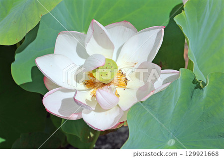 Yasuragi 公園的蓮花 Yasuragi 公園的蓮花 129921668