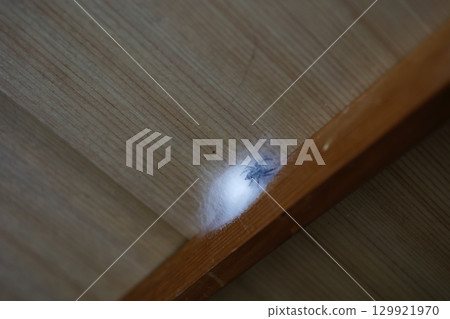 跳蛛的特寫鏡頭,以及它在天花板上結成袋狀網的白色蛛絲 跳蛛的特寫鏡頭,以及它在天花板上結成袋狀網的白色蛛絲 129921970