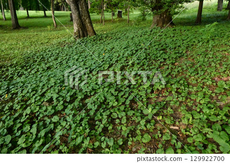Nobuki trees growing in the undergrowth of the plane trees at Takamatsuike Park in Iwate Prefecture 129922700