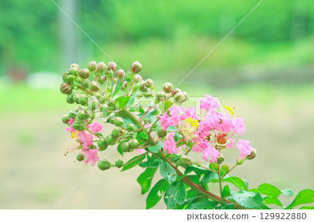 雨後的紫薇-粉紅色的花朵為夏日花園增添色彩 雨後的紫薇-粉紅色的花朵為夏日花園增添色彩 129922880