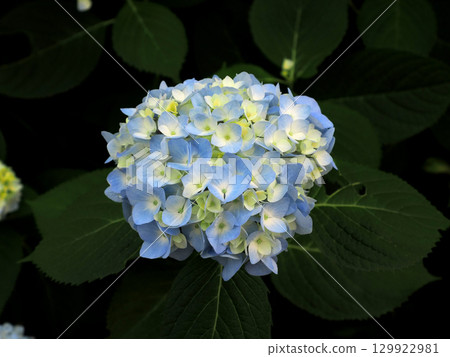 藍色繡球花 129922981