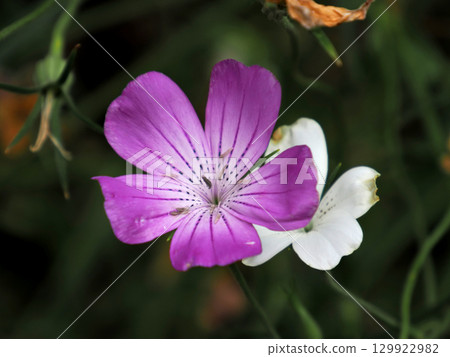 麥麵（小麥麵） 129922982