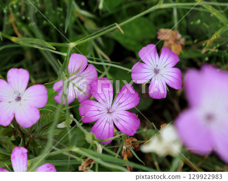 麥麵（小麥麵） 129922983