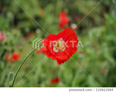 Red Poppy Flower Red Poppy Flower 129922984