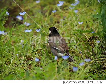椋鳥星(橡膠) 椋鳥星(橡膠) 129923163