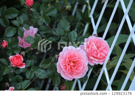 Moist pink roses 129923176