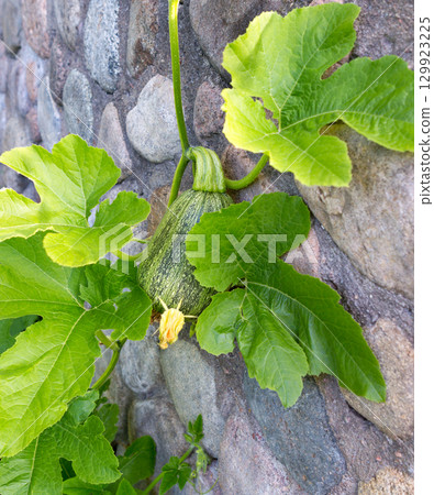 Pumpkin plant against a stone wall 129923225