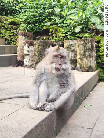 峇裡島烏布猴林裡的猴子 129923290