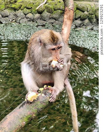 峇裡島烏布猴林的樹枝上吃東西的猴子 峇裡島烏布猴林的樹枝上吃東西的猴子 129923291