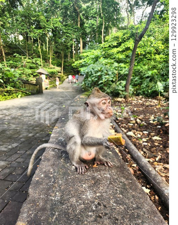 Baby monkey holding food in Ubud Monkey Forest, Bali 129923298