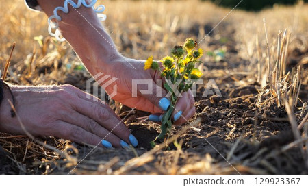 Female hands of farmer planting beautiful yellow flower in the ground at summer season. Arms of agronomist caring for small seedling at sunset. Concept of agricultural business. Slow motion Female hands of farmer planting beautiful yellow flower in the ground at summer season. Arms of agronomist caring for small seedling at sunset. Concept of agricultural business. Slow motion 129923367
