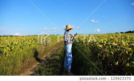 Female agronomist using digital tablet at sunflower meadow at sunny day. Adult farmer monitoring harvest at yellow flower field at sunset. Beautiful scenic landscape. Concept of agricultural business 129923370