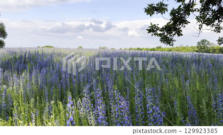 View to beautiful plantation of blooming purple flowers. Beautiful colorful floral background. Calm nature scene at summer day. Concept of tranquility and relax. Close up Slow mo 129923385