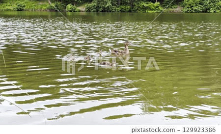 Mallard with ducklings floating in the lake at summer day. Mother duck with brood swimming at pond. Birds family in the nature habitat. Concept of animal wildlife. Close up Slow mo 129923386