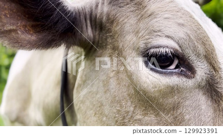 Close up to eye of cute gray cow at lawn. Sight of a friendly mammal animal at countryside. Profile of beautiful kine grazing outdoor. Cattle on pasture. Concept of livestock husbandry 129923391